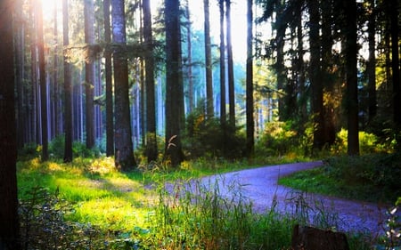 INTO THE WOODS - trail, rays, shadows, track, woods, sun