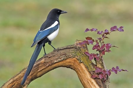 Black-Billed Magpie - magpie, bird, branch, cute, black-billed