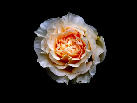 Beauty Rose - white, beauty, dark, petals, orange, black, rose, flower