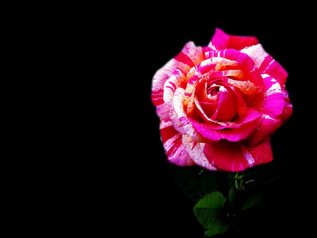 White-pink Rose - lovely, black, rose, white, bright, glow, pink, leaves, flower