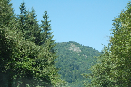 mountain - pine tree, forest, mountain, pick