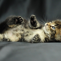 Playing kitty