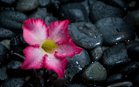 In The Rain - beauty, popular, photography, water, still life, pretty, pink flower, rainy, drops, rain, wet, wallpaper, lovely, nature, beautiful, pink, stones, flowers, colors, new, flower