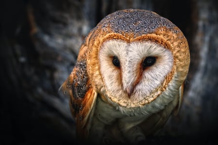 beautiful owl - beauty, nature, pretty, photography, animal, bird