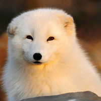 glowing-fox