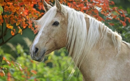 GRACEFUL HORSE - beauty, horse, animals, power