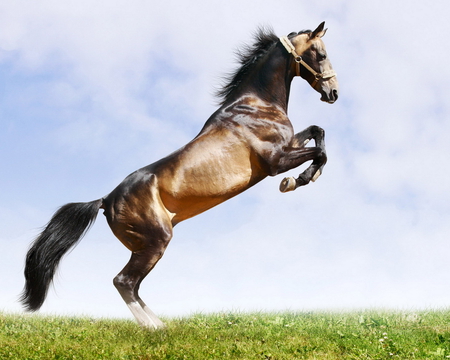 BEAUTY - beauty, power, horse, animals