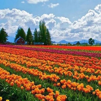 Flowers in Fields