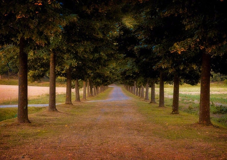 Roadside Trees - picture, trees, cool, roadside