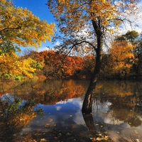 Autumn Lake Trees