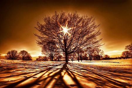 Magic tree - sunset, nature, tree, sun, shine