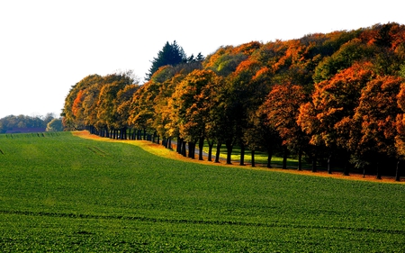 EARLY FALL - trees, early fall, road, field, forest belt, sky