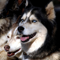 Husky Dogs