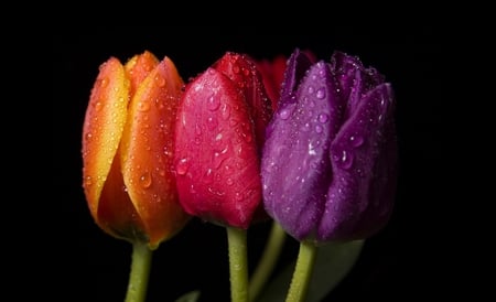 Tulips - three, nature, purple, red, beautiful, tulips, orange, flowers