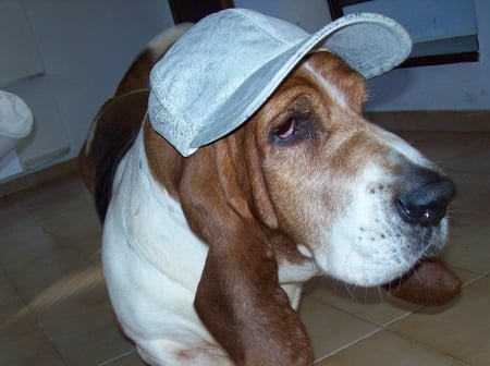 Basset-Hound - lindo, basset-hound, cachorro, amigo