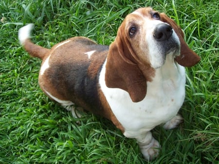 Basset-Hound - lindo, cachorro, basset-hound, amigo