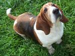 Basset-Hound