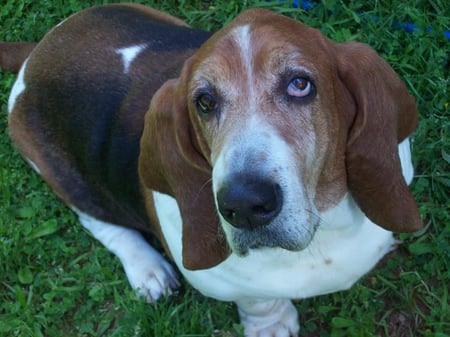 Basset-Hound - lindo, cachorro, basset-hound, amigo