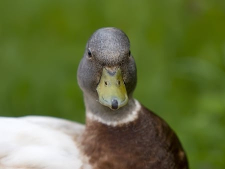 Duck - nature, duck, life, bird