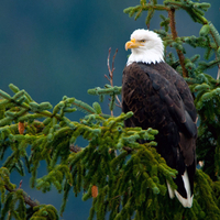 Majestic eagle