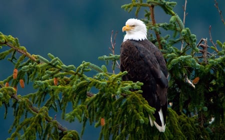 Majestic eagle - bird, eagle, animal, pine, freedom, forest