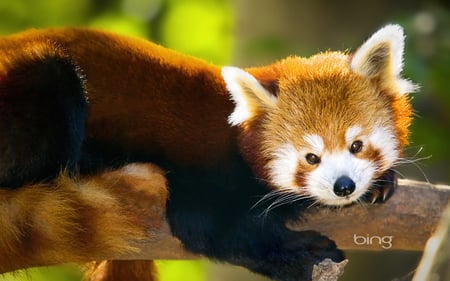 Red panda - forest, red, bear, animal, panda