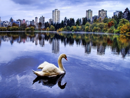 Swan - lake, animal, swan, swim