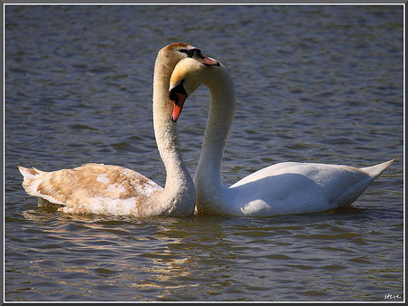 Young swans - pair, young, swans, meeting, water