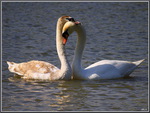 Young swans