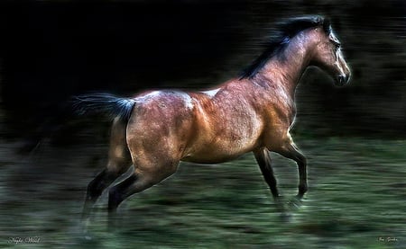 Dappled - brown, dappled, horse, water, black