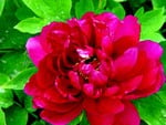 Red Peony