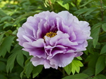 Blue Peony