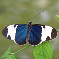 Blue Butterfly