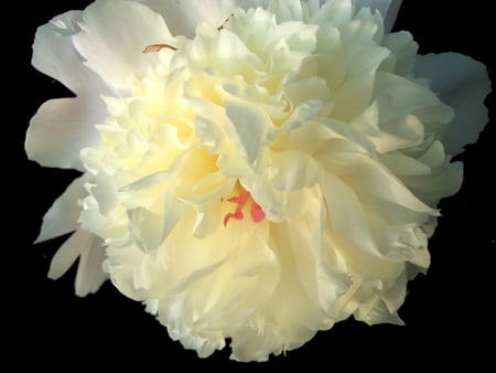 White Peony - white, peony, beauty, flower