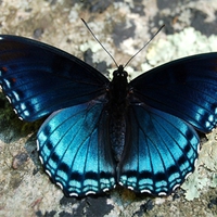 Red Spotted Purple Butterfly