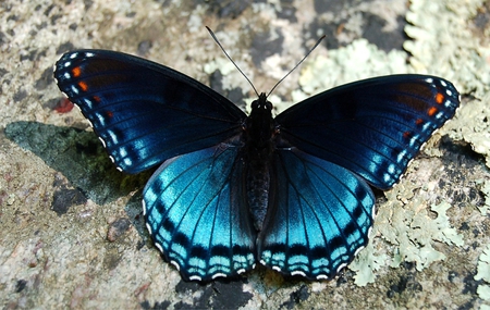 Red Spotted Purple Butterfly - purple butterfly, butterfly, insect, bug, red spotted