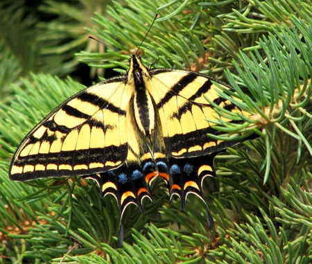 Christmas for Monarch - insect, butterfly, tiger, swallowtail