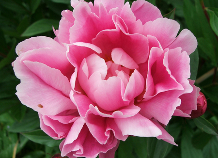 Pink Peony - peony, flower, pink, fleur