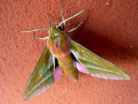 Pink and Green Moth - insect, pink, green, moth