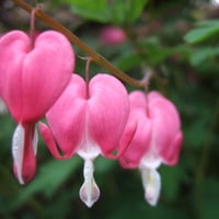 Bleeding Heart