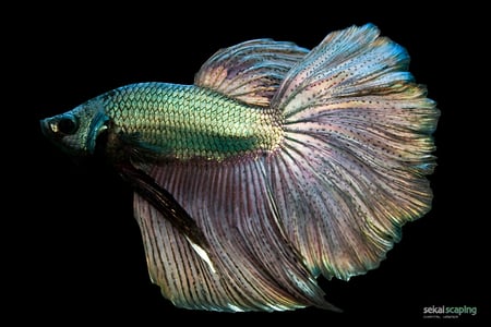 Green Betta - fish, betta, fight, green