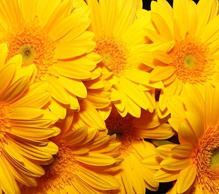 Brilliant blossom ♥ - sunny, yellow, summer, blossom, god, light, brilliant, flowers, gerberas, fresh, sun, forever, sunshine, morning, bouquet, bloom, afternoon, nature, autumn, bright