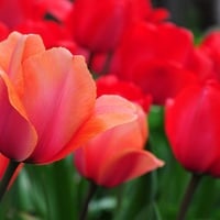 Red Tulips for DN World