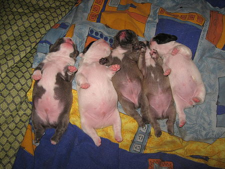 puppies - pets, dogs, french bulldog, babies, well fed, puppies, sleeping, bellies