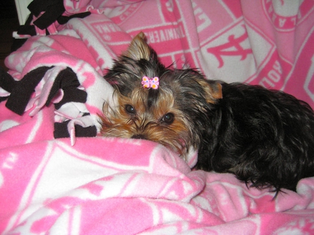 Sweet girly girl â™¥â™¥â™¥ - fluffy, animals, black, white, brown, forever, butterfly bow, dogs, little, love, always, girl, lovely, blanket, tiny, pink, girly, sweet, small