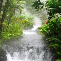 Forest Waterfall