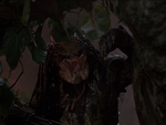 Predator Screenshot