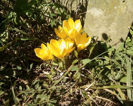 crocus - yellow, crocus, shine, autumn