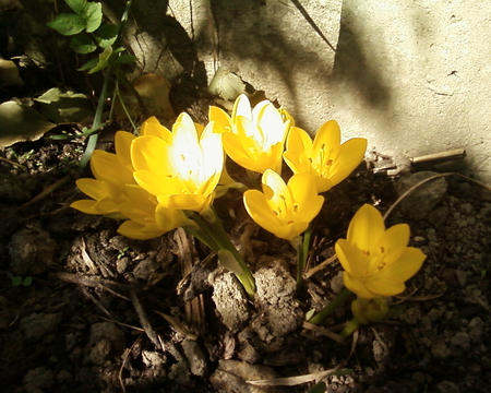 crocus - yellow, crocus, shadow, autumn