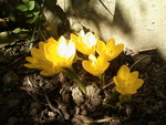 crocus